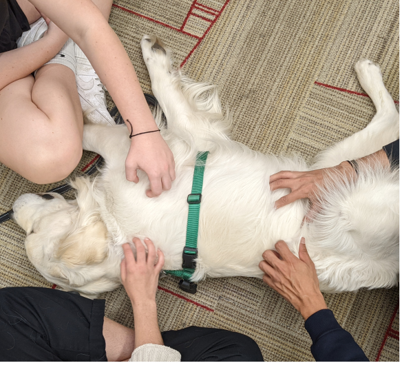Students sitting on the floor petting a therapy dog